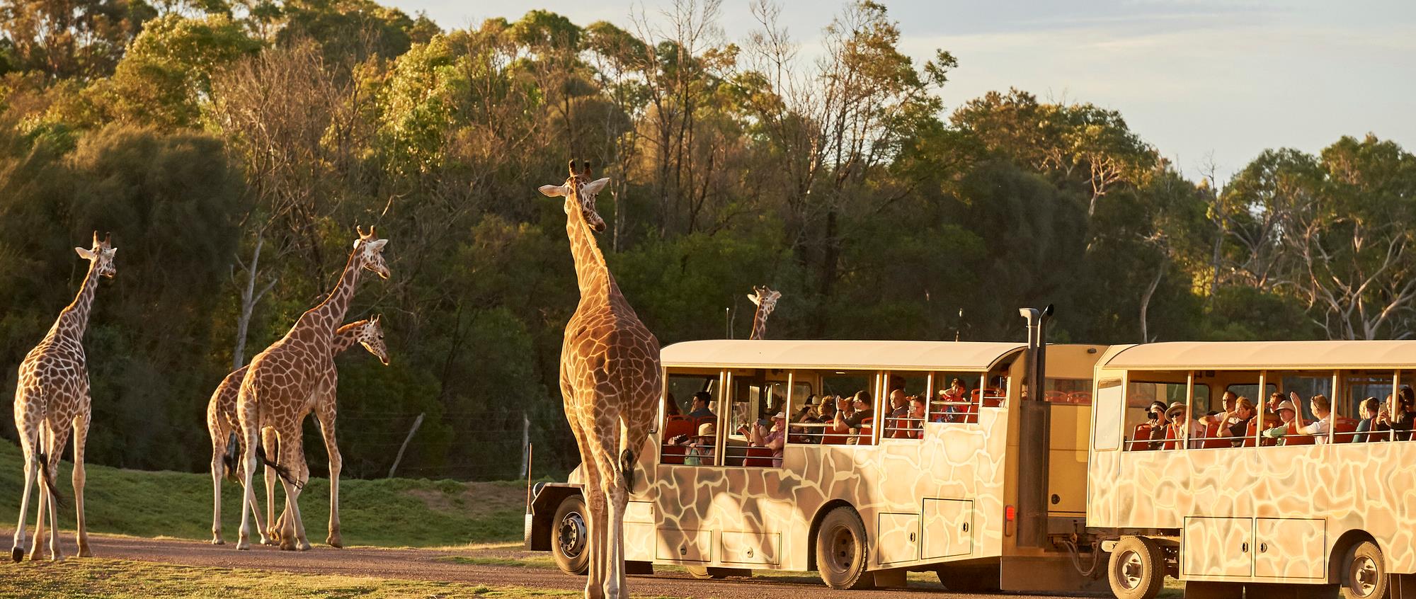 Five Giraffes looking at a passing Safari Bus at dusk.