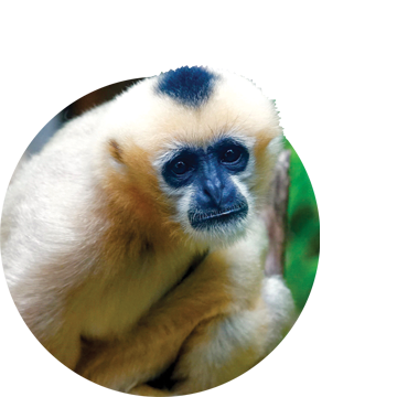 Close-up of female gibbon staring into camera
