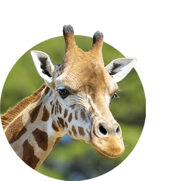 A circle-cropped close-up of a Giraffe's head.