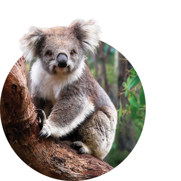 A circle-cropped image of a Koala looking at the camera, sitting on a thick branch.