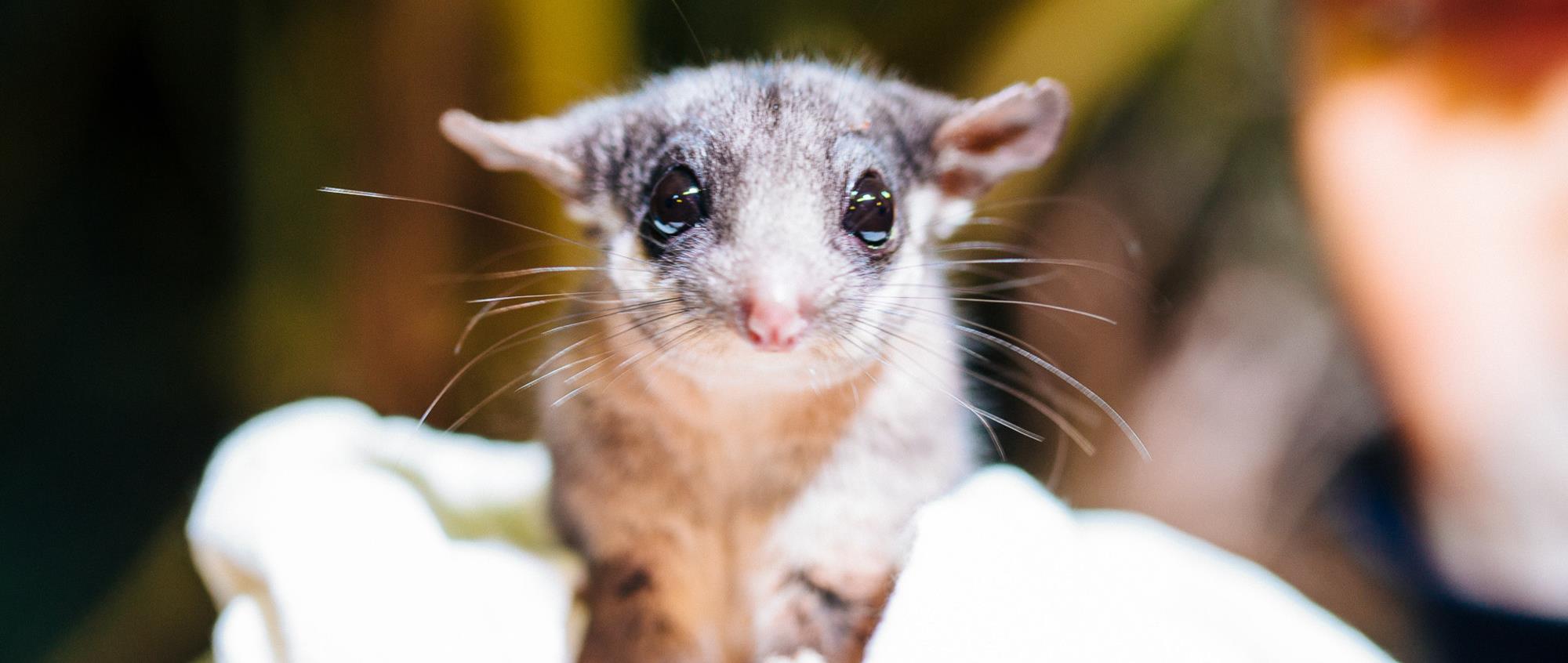A close-up of a (cute) Leadbeater's Possum with big eyes, being held by a Keeper.