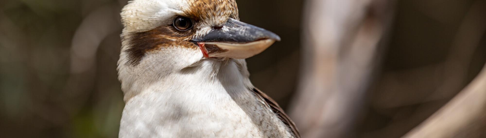 A Kookaburra with brown and white on their head looks to the right of the camera.