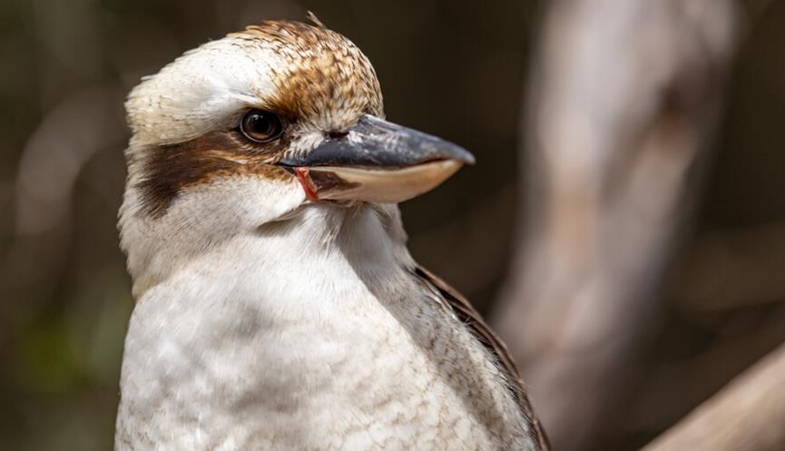 A Kookaburra with brown and white on their head looks to the right of the camera.