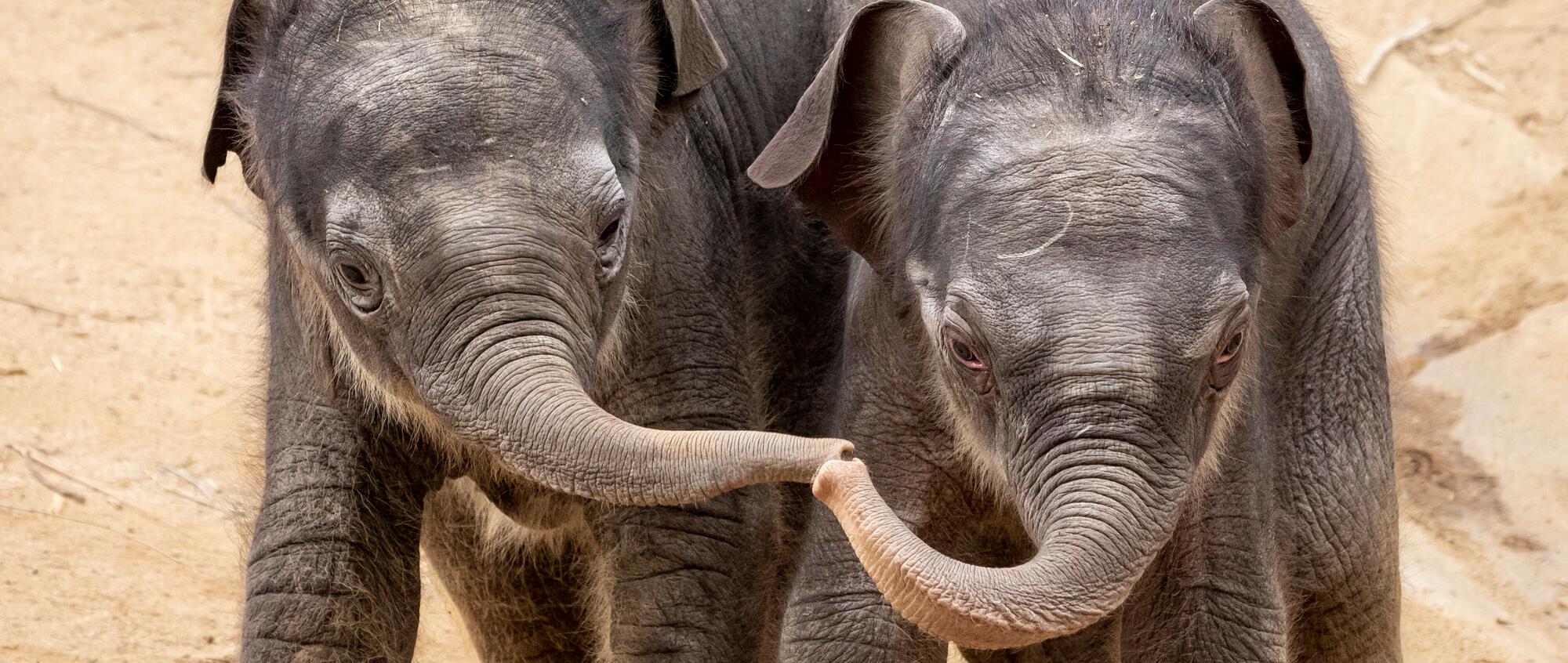Two Asian Elephant calves, touching trunks while looking toward the camera.