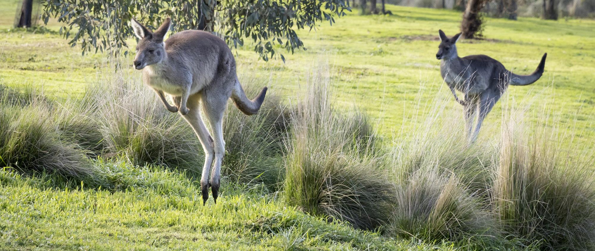 Two Eastern Grey Kangaroos hopping through grassland, forward to left, with one following the other behind tall grass.
