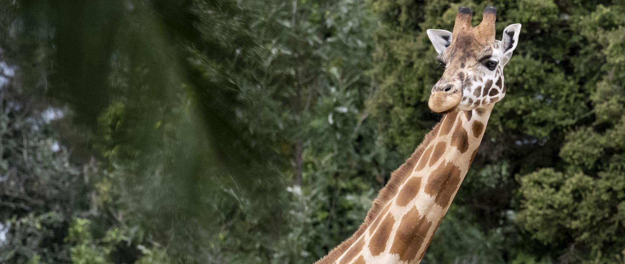 A Giraffe, shown from the neck up and looking right, against a backdrop of trees and with a branch in the foreground.